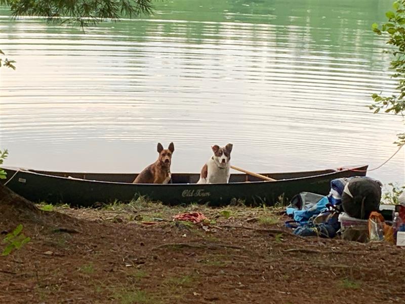 Two dogs sit in an Old Town Canoe on the bank of Lake Santeetlah