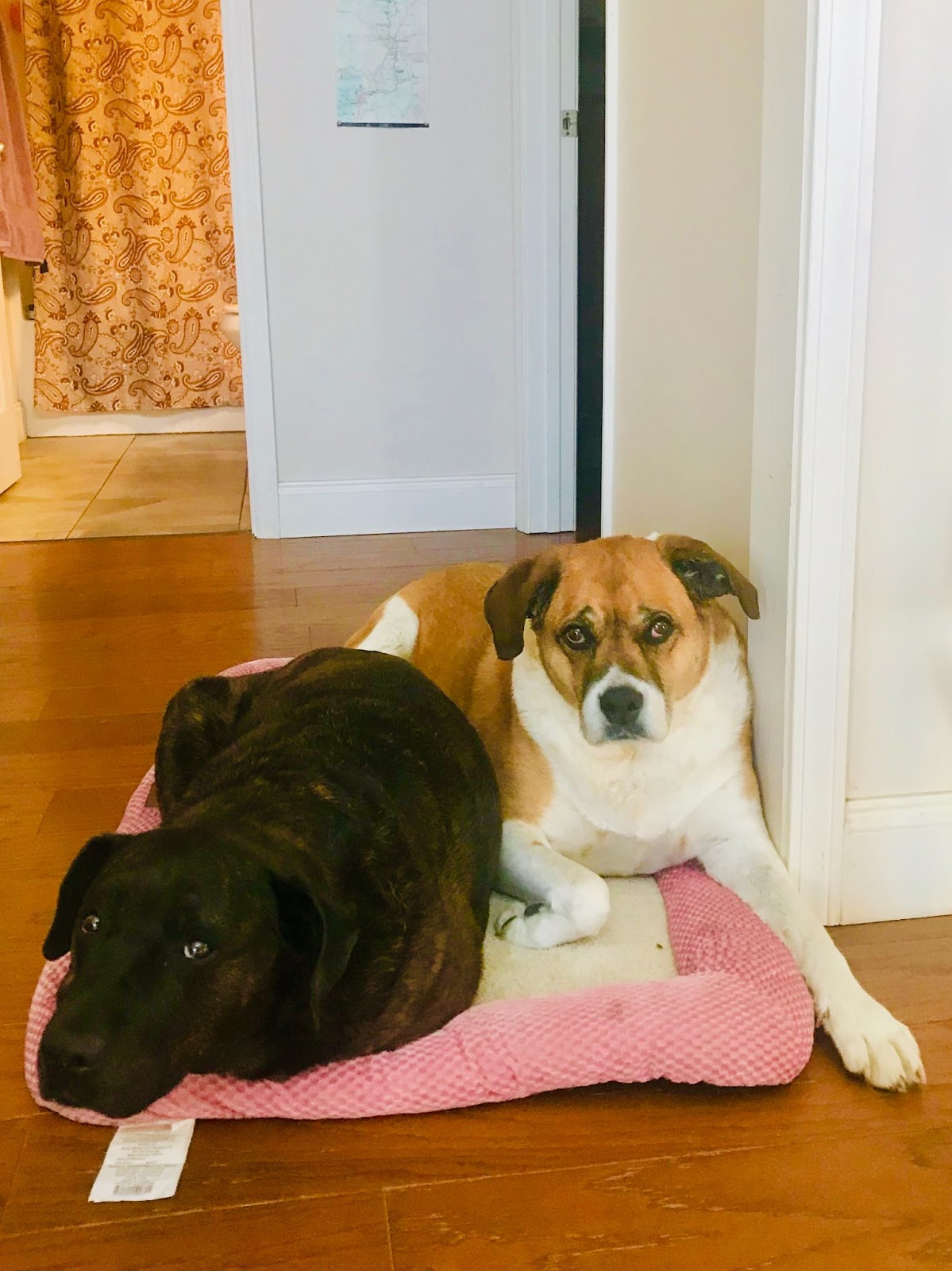 Two dogs, one black, one white and tan, snuggled up on a dog bed. 