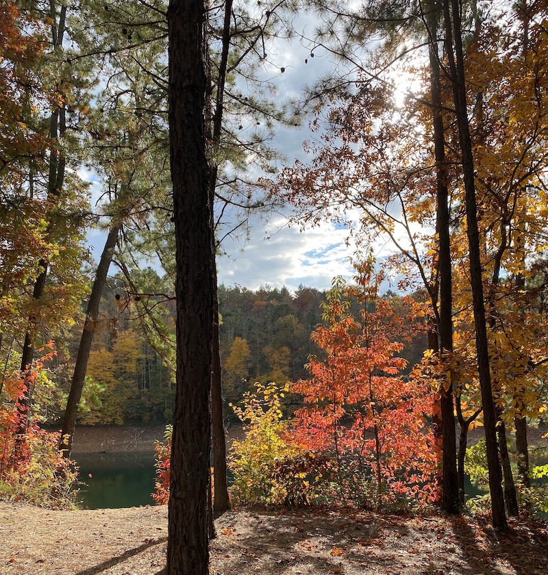 view of a lake through trees with orange and yellow leaves in the distance